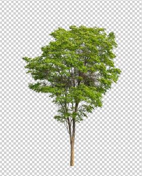 Tree on transparent background with clipping path, single tree with clipping path and alpha channel photo
