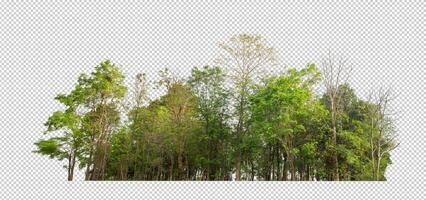 Green trees isolated on transparent background forest and summer foliage for both print and web with cut path and alpha channel photo