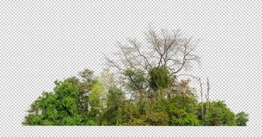 Green trees isolated on transparent background forest and summer foliage for both print and web with cut path and alpha channel photo