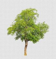 árbol en transparente antecedentes con recorte camino, soltero árbol con recorte camino y alfa canal foto