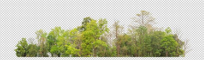 Green trees isolated on transparent background forest and summer foliage for both print and web with cut path and alpha channel photo