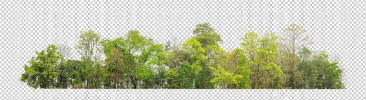 Green trees isolated on transparent background forest and summer foliage for both print and web with cut path and alpha channel photo