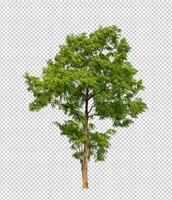 Tree on transparent background with clipping path, single tree with clipping path and alpha channel photo