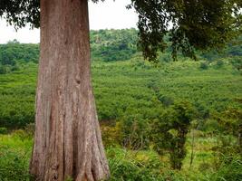 vacío árbol maletero para monitor montajes bosque y follaje en verano. fila de arboles y arbustos foto