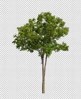 Tree on transparent background with clipping path, single tree with clipping path and alpha channel photo