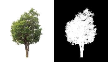 Tree on transparent picture background with clipping path, single tree with clipping path and alpha channel. photo