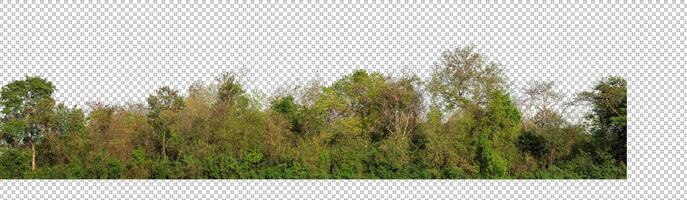 Green trees isolated on transparent background forest and summer foliage for both print and web with cut path and alpha channel photo