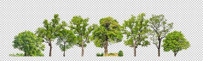 Green trees isolated on transparent background forest and summer foliage for both print and web with cut path and alpha channel photo