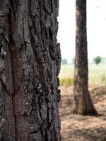 Empty tree trunk for display montags Forest and foliage in summer. Row of trees and shrubs. photo