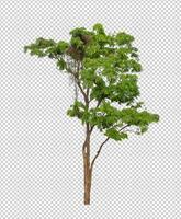 Tree on transparent background with clipping path, single tree with clipping path and alpha channel photo