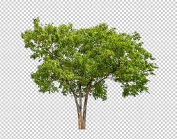 Tree on transparent background with clipping path, single tree with clipping path and alpha channel photo