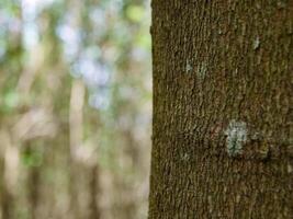 vacío árbol maletero para monitor montajes bosque y follaje en verano. fila de arboles y arbustos foto