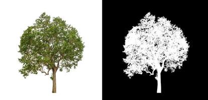 Tree on transparent picture background with clipping path, single tree with clipping path and alpha channel. photo