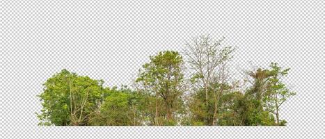 Green trees isolated on transparent background forest and summer foliage for both print and web with cut path and alpha channel photo