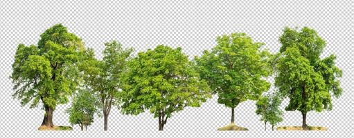 Green trees isolated on transparent background forest and summer foliage for both print and web with cut path and alpha channel photo