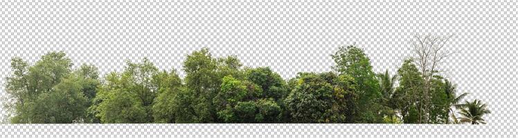 Green trees isolated on transparent background forest and summer foliage for both print and web with cut path and alpha channel photo