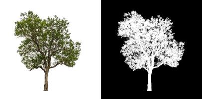 Tree on transparent picture background with clipping path, single tree with clipping path and alpha channel. photo