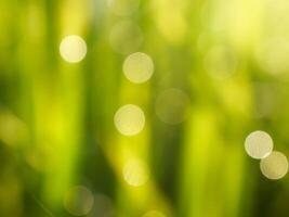 Abstract bokeh out of focus blurred color nature background. photo