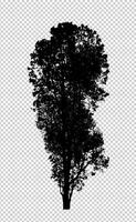 Tree silhouette on transparent background with clipping path and alpha photo