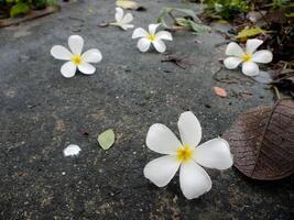 White flowers on the road. photo