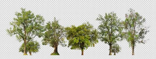 Green trees isolated on transparent background forest and summer foliage for both print and web with cut path and alpha channel photo