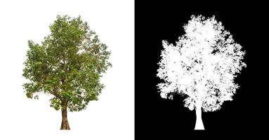 Tree on transparent picture background with clipping path, single tree with clipping path and alpha channel. photo