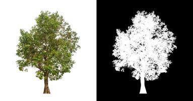 Tree on transparent picture background with clipping path, single tree with clipping path and alpha channel. photo