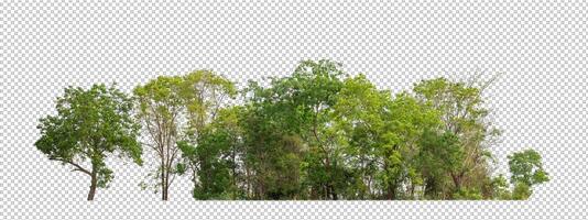 Green trees isolated on transparent background forest and summer foliage for both print and web with cut path and alpha channel photo