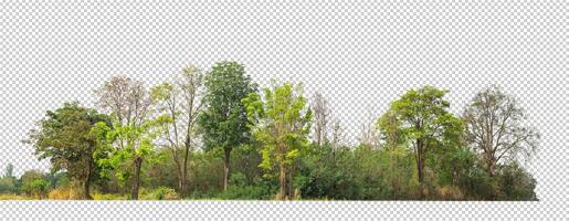 Green trees isolated on transparent background forest and summer foliage for both print and web with cut path and alpha channel photo