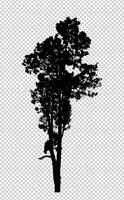 Tree silhouette on transparent background with clipping path and alpha photo