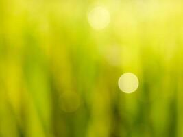 Abstract bokeh out of focus blurred color nature background. photo