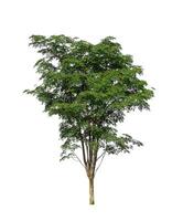 Trees that are isolated on a white background are suitable for both printing and web pages photo