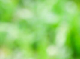 Abstract bokeh out of focus blurred color nature background. photo