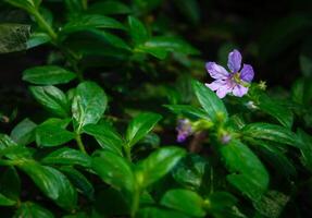 purple flowers bloom in the spring, beautiful pink flowers. photo