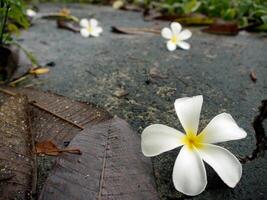 White flowers on the road. photo