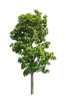 Trees that are isolated on a white background are suitable for both printing and web pages photo