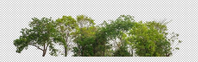 Green trees isolated on transparent background forest and summer foliage for both print and web with cut path and alpha channel photo