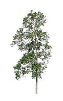 Trees that are isolated on a white background are suitable for both printing and web pages photo