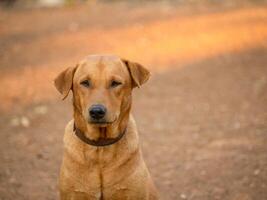 close up of, Red male dog photo