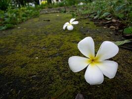 White flowers on the road. photo