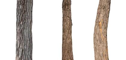 isolated tree trunk Collection on White background. photo