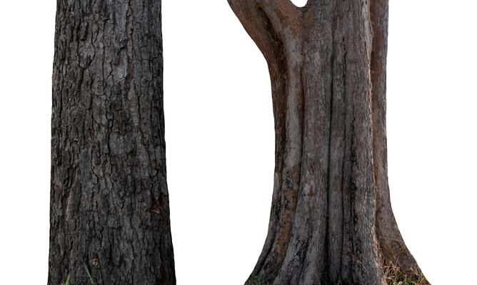 Tree Trunk Silhouette Stock Photos, Images and Backgrounds for Free