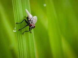 insects fly, light green grass with sunlight photo