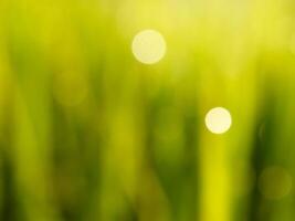 Abstract bokeh out of focus blurred color nature background. photo