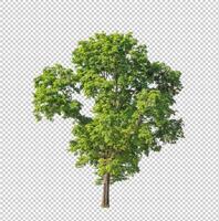 Tree on transparent picture background with clipping path, single tree with clipping path and alpha channel photo