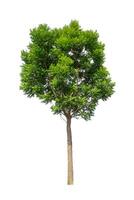 Trees that are isolated on a white background are suitable for both printing and web pages photo