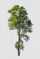 Tree on transparent picture background with clipping path, single tree with clipping path and alpha channel photo