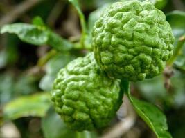 Bergamot and green leaves on the tree. photo