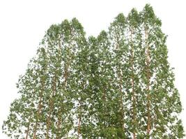 árbol aislado sobre fondo blanco foto