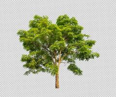 Tree on transparent picture background with clipping path, single tree with clipping path and alpha channel photo